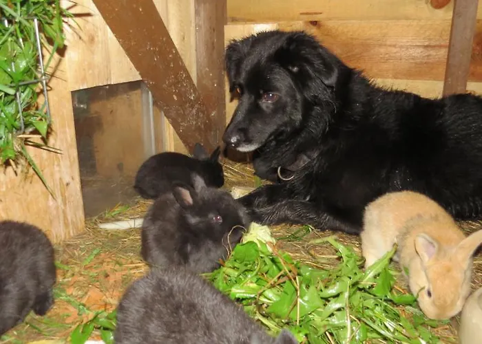 Apartment Maerchenpension Rotkaeppchen Und Der Wolf *